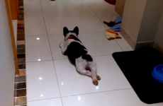 Unbearably cute video demonstrates how to send your over-energetic pup to sleep