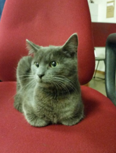 Guards in Finglas have found a cat ... and they're not delighted about it