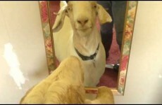 Goat freaks out when she discovers she's a damn goat