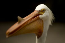 Someone in Florida keeps slashing pelicans' pouches so they starve