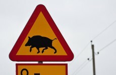 Escaped wild boar threaten New York farms