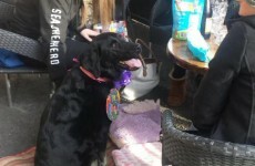 This birthday girl is the happiest dog in Ireland right now