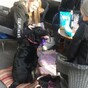 This birthday girl is the happiest dog in Ireland right now
