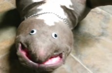 Stop what you're doing and watch this 14-second video of an upside-down dog