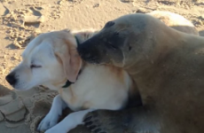 Seal and dog meet, immediately become best friends forever