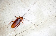 US zoo asks jilted lovers to adopt a cockroach in their ex's name this Valentine's Day