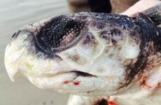 This extremely rare sea turtle washed up on the coast of Donegal
