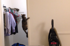 Every cat owner will recognise this cracked behaviour