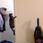 Every cat owner will recognise this cracked behaviour