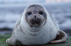 The baby seal in Dublin Bay has made its way back to sea