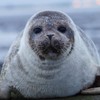 The baby seal in Dublin Bay has made its way back to sea
