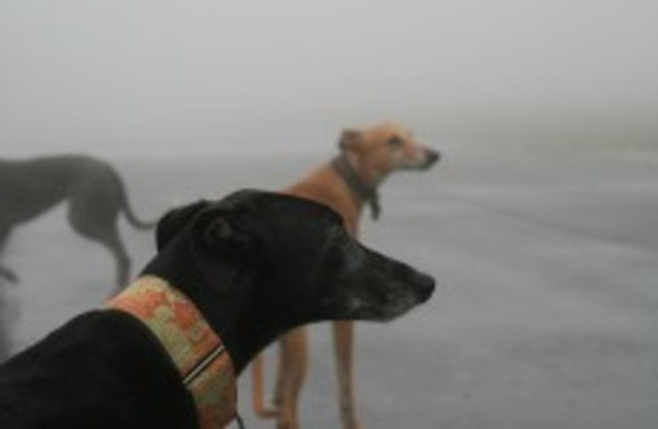 Thousands of greyhounds just disappear each year - what's happening to them?