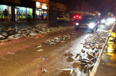 Belfast citizens warned not to eat mackerel found on the street after fish spill