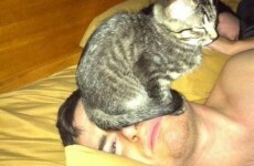 21 essential facts of life for cat owners