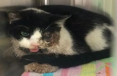 'Zombie' cat presumed dead, claws its way out of grave 5 days later