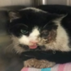 'Zombie' cat presumed dead, claws its way out of grave 5 days later