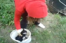 Bosnian ‘puppy thrower’ being questioned by police