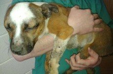 This Staffie dog was hogtied and cooked alive over a fire at The Curragh