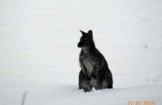 There's a kangaroo on the loose in Austria (NOT Australia)