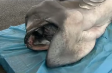 This incredibly rare megamouth shark just washed up in the
