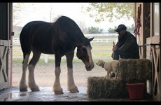 Everyone is losing it over this adorable Budweiser Super Bowl ad about a lost puppy