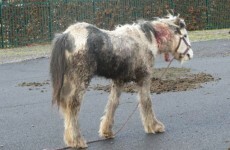 Seven-month-old foal found with massive neck wounds in Sligo