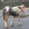 Seven-month-old foal found with massive neck wounds in Sligo