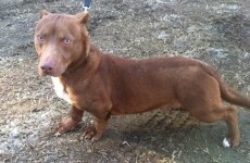 So THIS is what a pitbull-dachshund mix looks like
