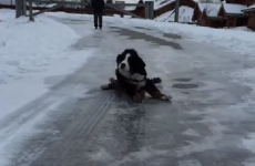 This dog magnificently slipping on ice is all of us