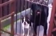 Man says 'hello' to dog, dog says 'hello' back