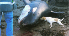An orca washed up on a Waterford beach yesterday
