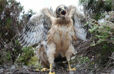 Rare protected bird shot dead in Kerry