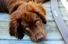 World's most relaxed burglar feeds dog, makes coffee during break-in