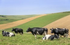 Got milk? Ireland's cows will be giving us a LOT more of the white stuff