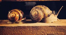 Meet the Carlow farmer making this very French delicacy much more Gaelic