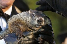 Six more weeks of winter? Groundhogs differ on forecasts