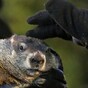 Six more weeks of winter? Groundhogs differ on forecasts