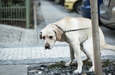 Dublin Councillor says she walks down the street 'on tippy toes to avoid dog faeces’