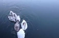 UCD swans break through ice to get to their special ramp
