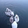UCD swans break through ice to get to their special ramp