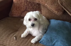 We think we've found the guiltiest dog of all time