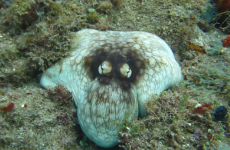 Diver films octopus' amazing camouflage skills, and it's bloody terrifying