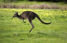 Woman asked to leave US McDonald's for having a baby kangaroo in a car seat