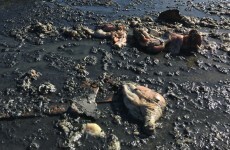 This is what happens when a truck of frozen chickens crashes with a lorry carrying bees