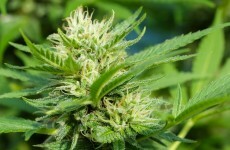 Gardaí seize €480k of cannabis, make two arrests in raids across Limerick