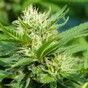 Gardaí seize €480k of cannabis, make two arrests in raids across Limerick