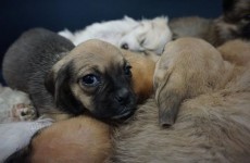 These are just some of the 116 puppies seized at Dublin Port