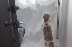 Cat tries to dig its way out of snowed-in house, fails miserably