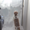 Cat tries to dig its way out of snowed-in house, fails miserably