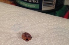 Experts identify 'mysterious creature' discovered in woman's can of tuna